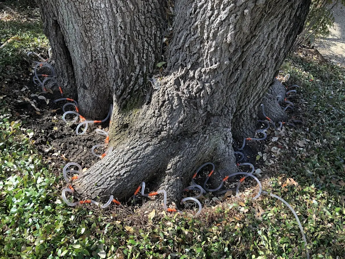 Detailed Tree Cabling and Bracing job site in Okay