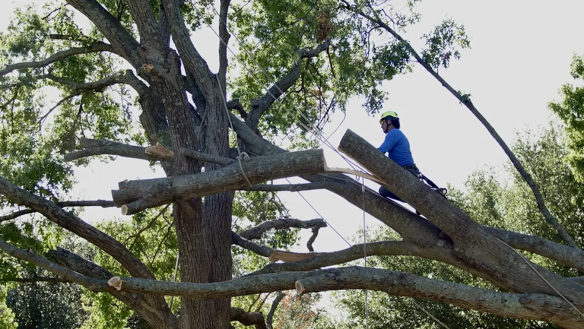 Professional Hazardous Tree Removal performed by certified arborists in Okay